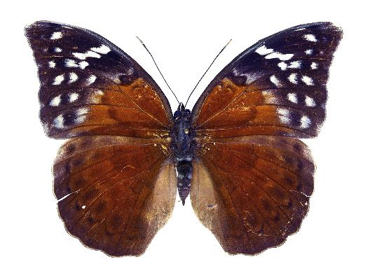 Bebearia wojtusiaki female paratype UPS